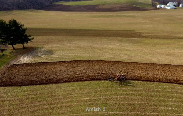 Amish Horse Teams