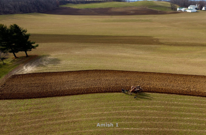 Amish Horse Teams